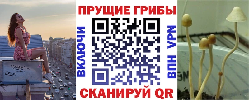 Псилоцибиновые грибы Cubensis  купить   Хадыженск 